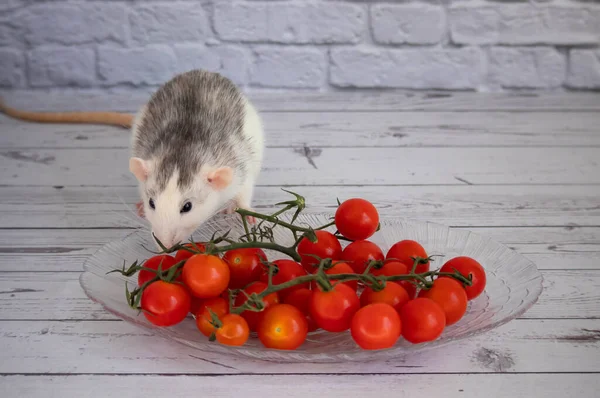 Rat noir et blanc décoratif renifle tomates cerises rouges et juteuses. — Photo