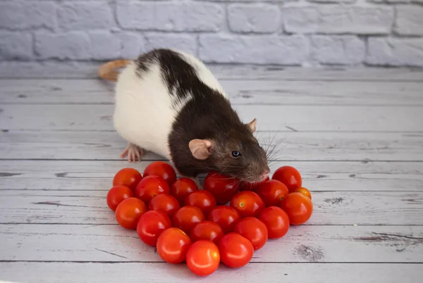 Decorative black and white rat sniffs red and juicy cherry tomatoes. — Stock Photo, Image