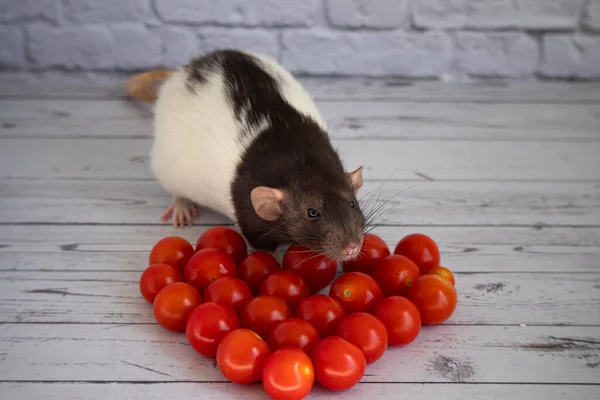 Decorative black and white rat sniffs red and juicy cherry tomatoes. — Stock Photo, Image