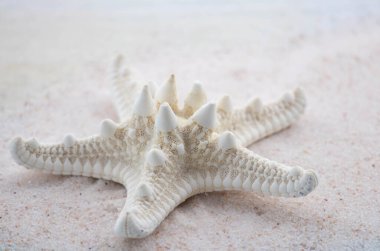 Beyaz kumların üzerinde çeşitli şekil ve boyutlarda renkli deniz kabukları ve taşlar bulunur. Deniz temasının makro fotoğrafçılığı. Sahil deniz ya da okyanusa yakın bir yerde. Güneşli bir gün. Tatil ya da hafta sonu.