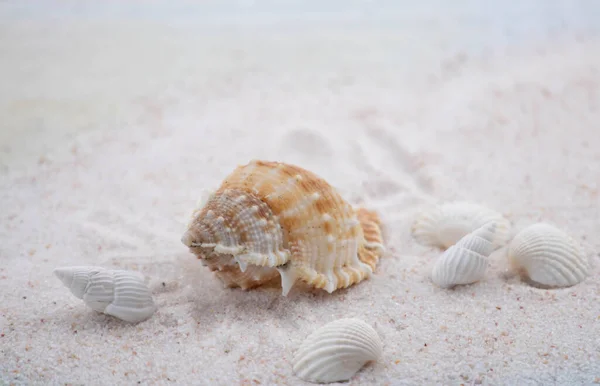 Colorful Seashells Stones Various Shapes Sizes Lie White Sand Macro — Stock Photo, Image