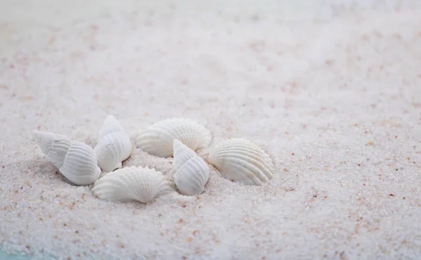 Colorful seashells and stones of various shapes and sizes lie on the white sand. Macro photography of a marine theme. The beach is somewhere near the sea or ocean. Sunny day. Vacation or weekend.