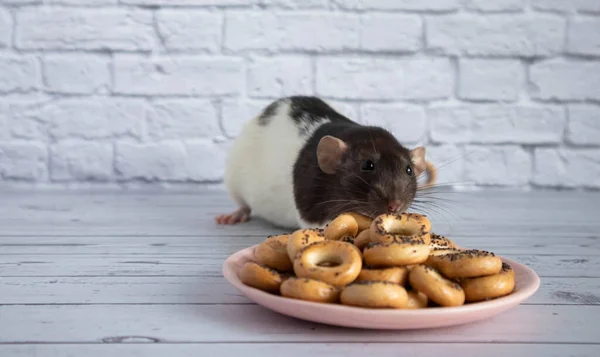 Decorative Black White Cute Rat Sniffs Eats Bagels Pink Ceramic — Stock Photo, Image