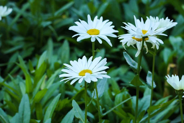 Sarı kalpli ve yeşil yapraklı beyaz çiçekler. Tarlada papatya çayı. Çiçek ve bitkilerin makro fotoğrafçılığı.