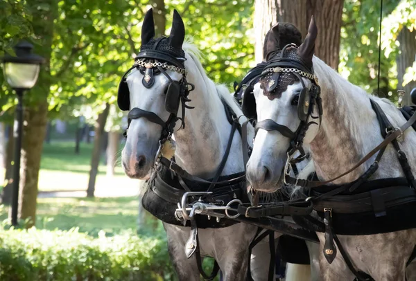 Şehir parkında, tatil kızaklarında güzel atlar var. At biniciliği.