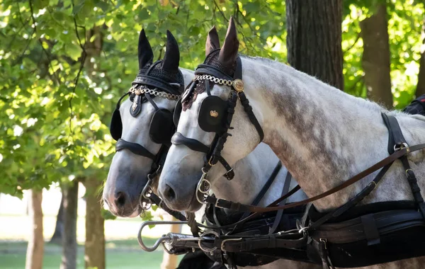 Городском Парке Красивые Лошади Санях Отдыха Верховая Езда — стоковое фото