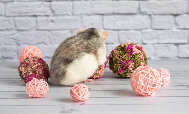 Dekoratif siyah beyaz fare çiçekçiler için pembe bir çiçek topunun yanında oturur. Bir kemirgeni beyaz tuğladan duvara yaklaştır..