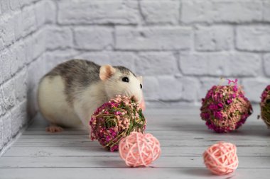 Dekoratif siyah beyaz fare çiçekçiler için pembe bir çiçek topunun yanında oturur. Bir kemirgeni beyaz tuğladan duvara yaklaştır..