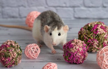 Dekoratif siyah beyaz fare çiçekçiler için pembe bir çiçek topunun yanında oturur. Bir kemirgeni beyaz tuğladan duvara yaklaştır..