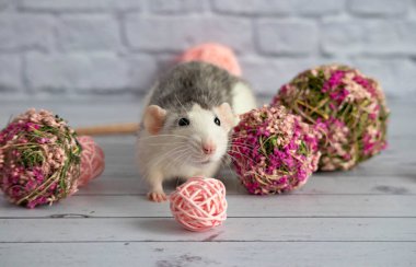 Dekoratif siyah beyaz fare çiçekçiler için pembe bir çiçek topunun yanında oturur. Bir kemirgeni beyaz tuğladan duvara yaklaştır..