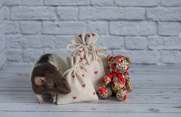 Una Rata Linda Decorativa Blanco Negro Huele Una Bolsa Tela — Foto de Stock