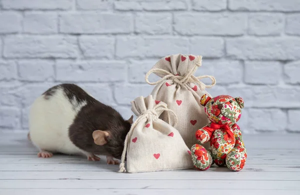 Eine Dekorative Schwarz Weiße Niedliche Ratte Schnüffelt Einem Stoffbeutel Mit — Stockfoto