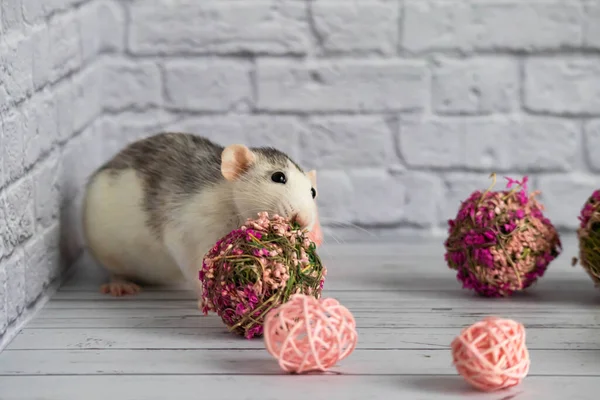 Dekoratif siyah beyaz fare çiçekçiler için pembe bir çiçek topunun yanında oturur. Bir kemirgeni beyaz tuğladan duvara yaklaştır..