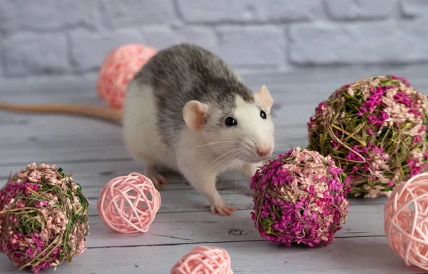 Dekoratif siyah beyaz fare çiçekçiler için pembe bir çiçek topunun yanında oturur. Bir kemirgeni beyaz tuğladan duvara yaklaştır..