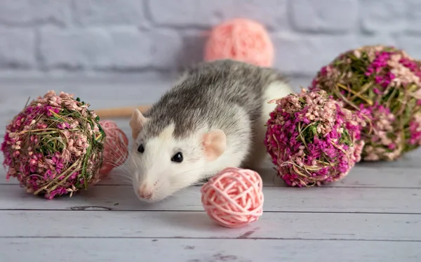 Dekoratif siyah beyaz fare çiçekçiler için pembe bir çiçek topunun yanında oturur. Bir kemirgeni beyaz tuğladan duvara yaklaştır..