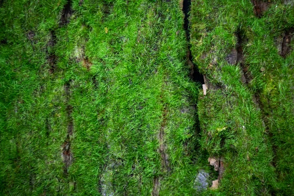 苔藓的质地是绿色的 莫斯的背景 绿色苔藓的纹理 树木表面 — 图库照片