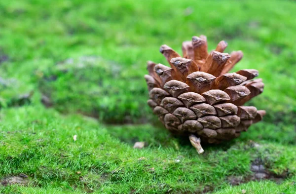 Yeşil çimlerin ya da yosunların üzerinde bir sedir ya da çam kozalağı bulunur. Bir nesnenin makro fotoğrafçılığı. Bireysel metin için kopyalama alanı ile.