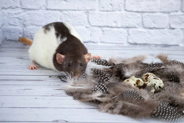 Decorative black and white cute rat sniffing quail eggs. The eggs lie in a nest of bird feathers. Back white brick background. close-up.