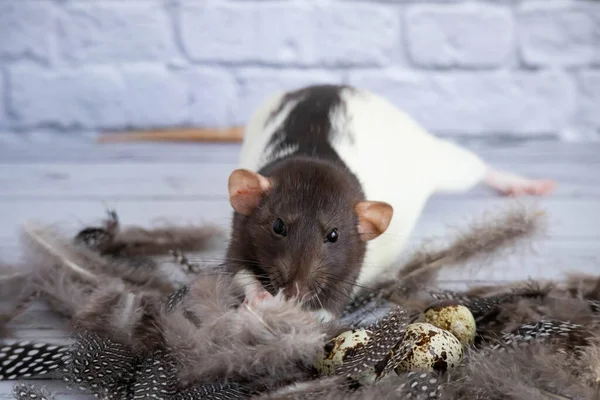 Décoratif Noir Blanc Mignon Rat Reniflant Oeufs Caille Les Œufs — Photo