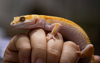 Sarı, Eublefar 'ı insanların elinde tespit etti. Güzel, evcil kertenkele. Yaklaş. Makro sürüngen.