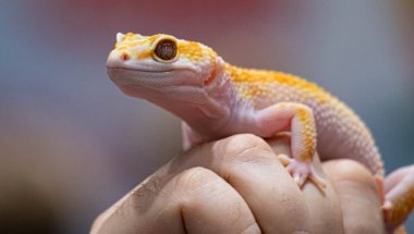 Sarı, Eublefar 'ı insanların elinde tespit etti. Güzel, evcil kertenkele. Yaklaş. Makro sürüngen.
