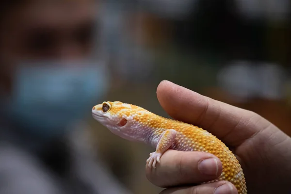 Yellow spotted eublefar in human hands. Beautiful tame lizard close up. Macro reptile.