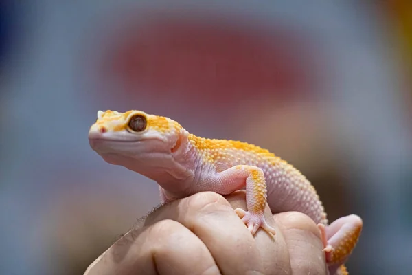 Sarı, Eublefar 'ı insanların elinde tespit etti. Güzel, evcil kertenkele. Yaklaş. Makro sürüngen.