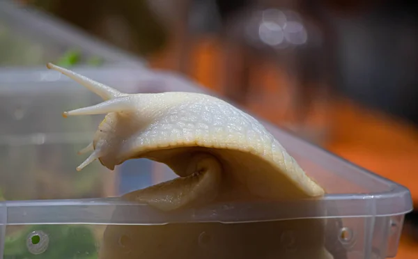 หอยทากส าตาลต วใหญ คคาต หอยทากแอฟร านเป ยงและย งใช ในเคร องส — ภาพถ่ายสต็อก