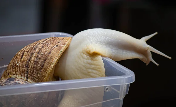 Big brown snail Achatina. The African snail, which is grown at home as a pet, and also used in cosmetology. Snail side view on an isolated background.