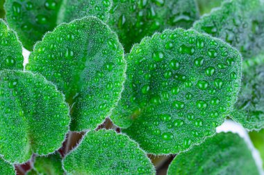 Yeşil bir bitkinin yapraklarının makro görüntüsü. Çiçek yakın plan. Yaprakların üzerinde çiy ya da su damlaları var. Flora.