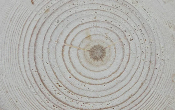 Wooden oak tree cut surface. Detailed warm dark brown and orange tones of a felled tree trunk or stump. Rough organic texture of tree rings with close up of end grain