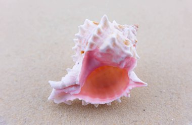 Beyaz kumların üzerinde sıra dışı bir pembe deniz kabuğu uzanır. Deniz temasının makro fotoğrafçılığı. Sahil deniz ya da okyanusa yakın bir yerde. Güneşli bir gün. Tatil ya da hafta sonu.