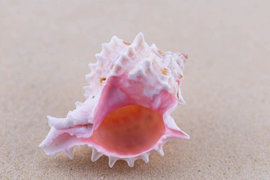 Beyaz kumların üzerinde sıra dışı bir pembe deniz kabuğu uzanır. Deniz temasının makro fotoğrafçılığı. Sahil deniz ya da okyanusa yakın bir yerde. Güneşli bir gün. Tatil ya da hafta sonu.
