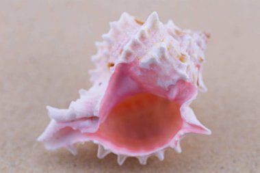 Beyaz kumların üzerinde sıra dışı bir pembe deniz kabuğu uzanır. Deniz temasının makro fotoğrafçılığı. Sahil deniz ya da okyanusa yakın bir yerde. Güneşli bir gün. Tatil ya da hafta sonu.