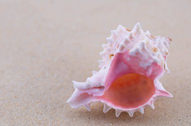 Beyaz kumların üzerinde sıra dışı bir pembe deniz kabuğu uzanır. Deniz temasının makro fotoğrafçılığı. Sahil deniz ya da okyanusa yakın bir yerde. Güneşli bir gün. Tatil ya da hafta sonu.