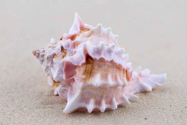 Sulla sabbia bianca giace una conchiglia rosa di forma insolita. Macro fotografia di un tema marino. La spiaggia è da qualche parte vicino al mare o all'oceano. Giornata di sole. Vacanza o fine settimana. — Foto Stock