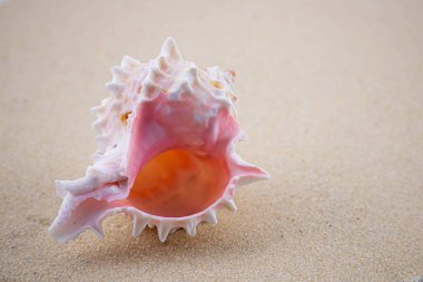 Beyaz kumların üzerinde sıra dışı bir pembe deniz kabuğu uzanır. Deniz temasının makro fotoğrafçılığı. Sahil deniz ya da okyanusa yakın bir yerde. Güneşli bir gün. Tatil ya da hafta sonu.