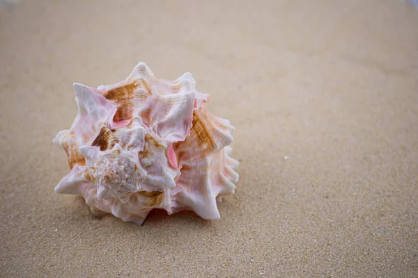 Beyaz kumların üzerinde sıra dışı bir pembe deniz kabuğu uzanır. Deniz temasının makro fotoğrafçılığı. Sahil deniz ya da okyanusa yakın bir yerde. Güneşli bir gün. Tatil ya da hafta sonu.