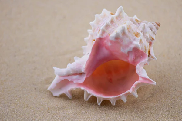 Beyaz kumların üzerinde sıra dışı bir pembe deniz kabuğu uzanır. Deniz temasının makro fotoğrafçılığı. Sahil deniz ya da okyanusa yakın bir yerde. Güneşli bir gün. Tatil ya da hafta sonu.
