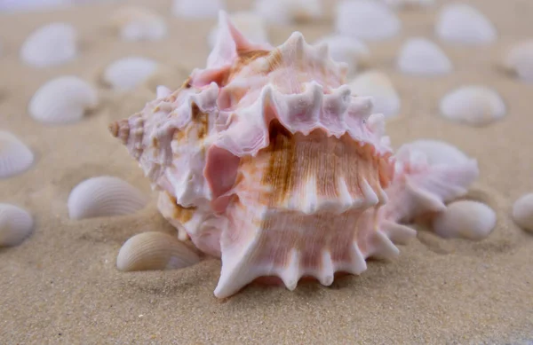 На белом песке лежит розовая ракушка необычной формы. Макрофотография морской тематики. Пляж где-то рядом с морем или океаном. Солнечный день. Отпуск или выходные. — стоковое фото