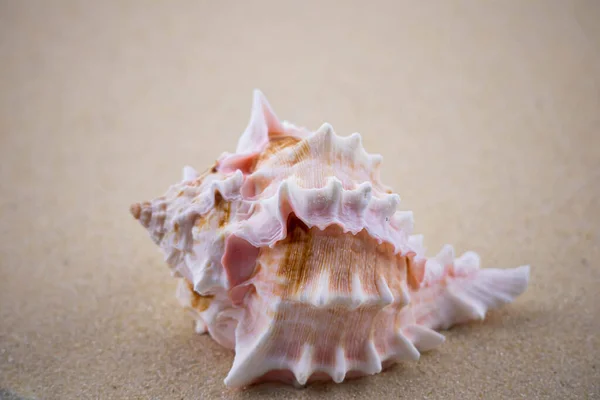 Sulla Sabbia Bianca Giace Una Conchiglia Rosa Forma Insolita Macro — Foto Stock
