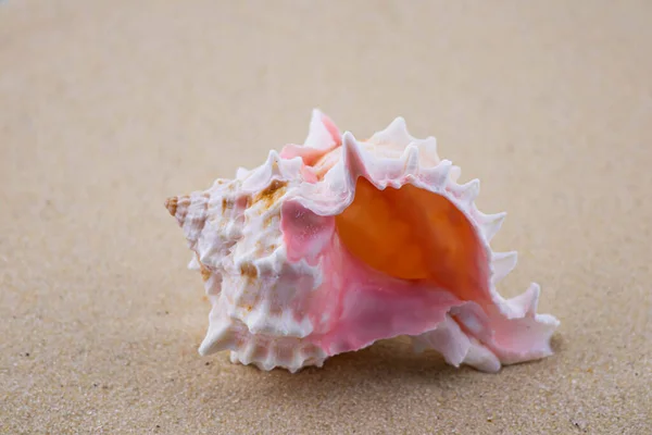 Beyaz kumların üzerinde sıra dışı bir pembe deniz kabuğu uzanır. Deniz temasının makro fotoğrafçılığı. Sahil deniz ya da okyanusa yakın bir yerde. Güneşli bir gün. Tatil ya da hafta sonu