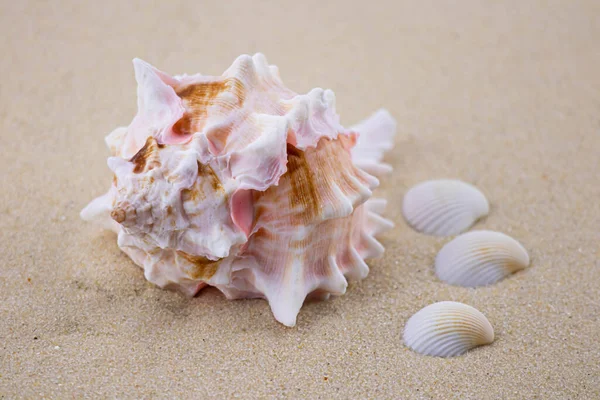 Auf dem weißen Sand liegt eine rosa Muschel von ungewöhnlicher Form. Makrofotografie eines Meeresthemas. Der Strand liegt irgendwo in der Nähe des Meeres oder Ozeans. Sonniger Tag. Urlaub oder Wochenende. — Stockfoto