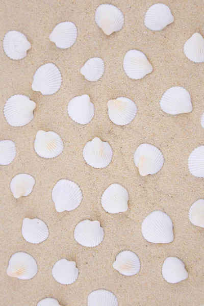 Gibt Viele Kleine Weiße Muscheln Auf Dem Weißen Sand Makrofotografie — Stockfoto