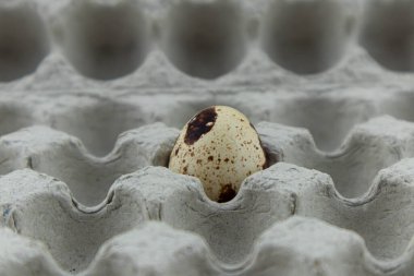 Benekli bir bıldırcın yumurtası karton bir kutuda yatıyor. Yiyeceğe yakın çekim. Metin için boşluk olan üst görünüm.