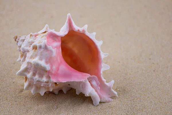 On the white sand lies a pink seashell of an unusual shape. Macro photography of a marine theme. The beach is somewhere near the sea or ocean. Sunny day. Vacation or weekend