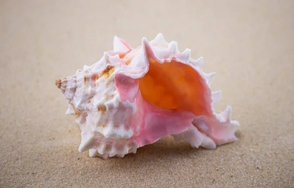 Beyaz kumların üzerinde sıra dışı bir pembe deniz kabuğu uzanır. Deniz temasının makro fotoğrafçılığı. Sahil deniz ya da okyanusa yakın bir yerde. Güneşli bir gün. Tatil ya da hafta sonu