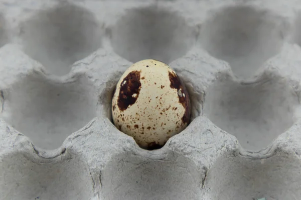 Benekli bir bıldırcın yumurtası karton bir kutuda yatıyor. Yiyeceğe yakın çekim. Metin için boşluk olan üst görünüm.