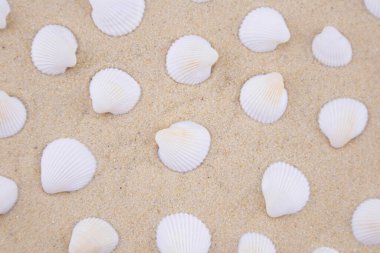 Beyaz kumların üzerinde birçok küçük beyaz kabuklar vardır. Deniz temasının makro fotoğrafçılığı. Sahil deniz ya da okyanusa yakın bir yerde. Güneşli bir gün. Tatil ya da hafta sonu