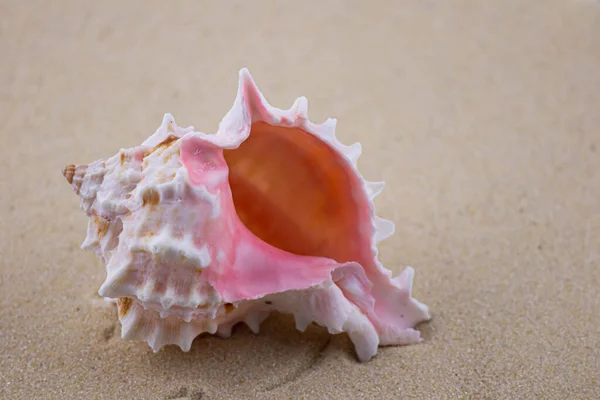 On the white sand lies a pink seashell of an unusual shape. Macro photography of a marine theme. The beach is somewhere near the sea or ocean. Sunny day. Vacation or weekend.